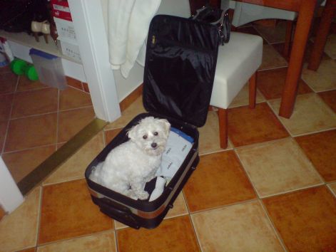 dsc00010.jpg